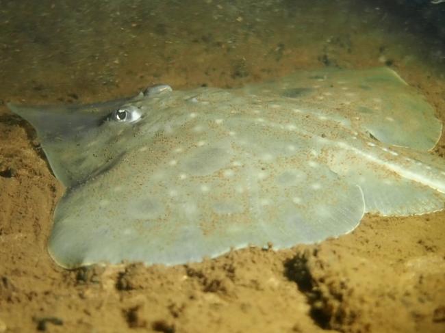 It is believed there are fewer than 1000 Maugean skates left in the wild.