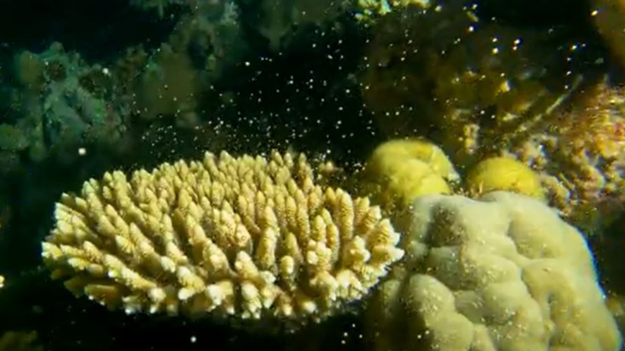 Great Barrier Reef Legacy director and marine biologist Dr Dean Miller captured images of the coral spawning. Source: Climate Media Centre