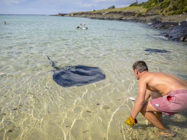 Stingrays at Bawley Point boat ramp. Picture: Shoalhaven Tourism