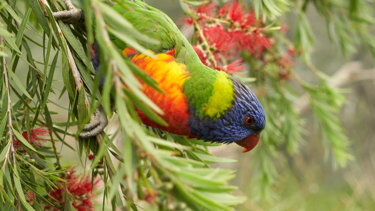 Blue Mountains and Lithgow residents should avoid contact with wild birds as they may carry a potentially dangerous bacteria, NSW Health says. Picture: Matt Loxton