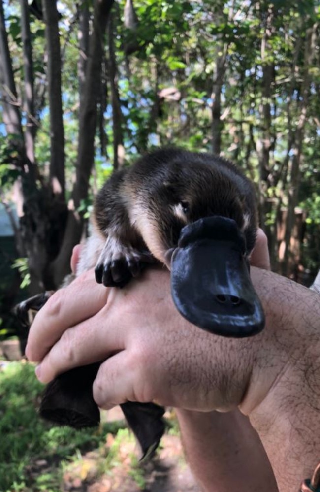 PHOTOS: Grampians platypus rescue plan starts on high - The Weekly  Advertiser