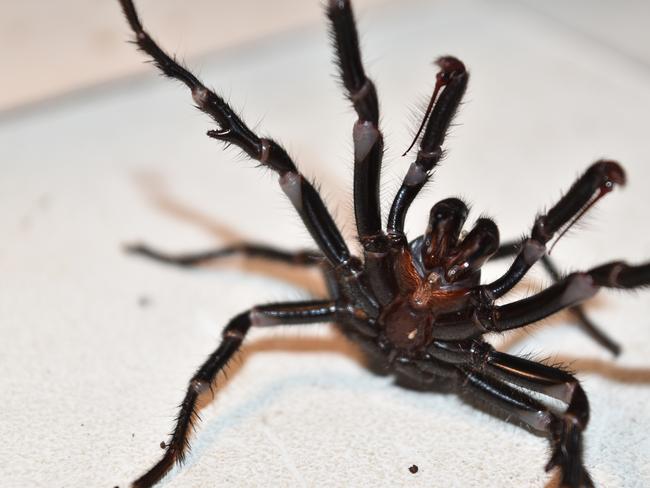 The Australian Reptile Park has issued a warning about a funnel-web spider "bonanza" across Sydney and the Central Coast. Picture: The Australian Reptile Park