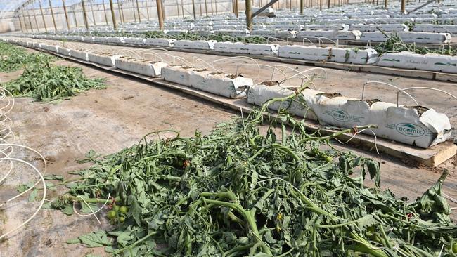 Gawler River Tomatoes has pulled out all of its crops. Picture: Keryn Stevens