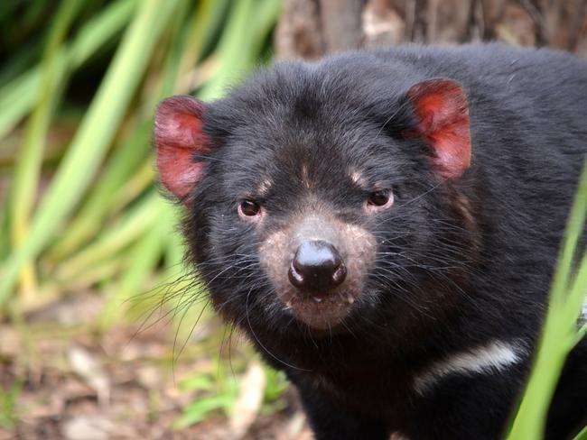 Tasmanian Devil