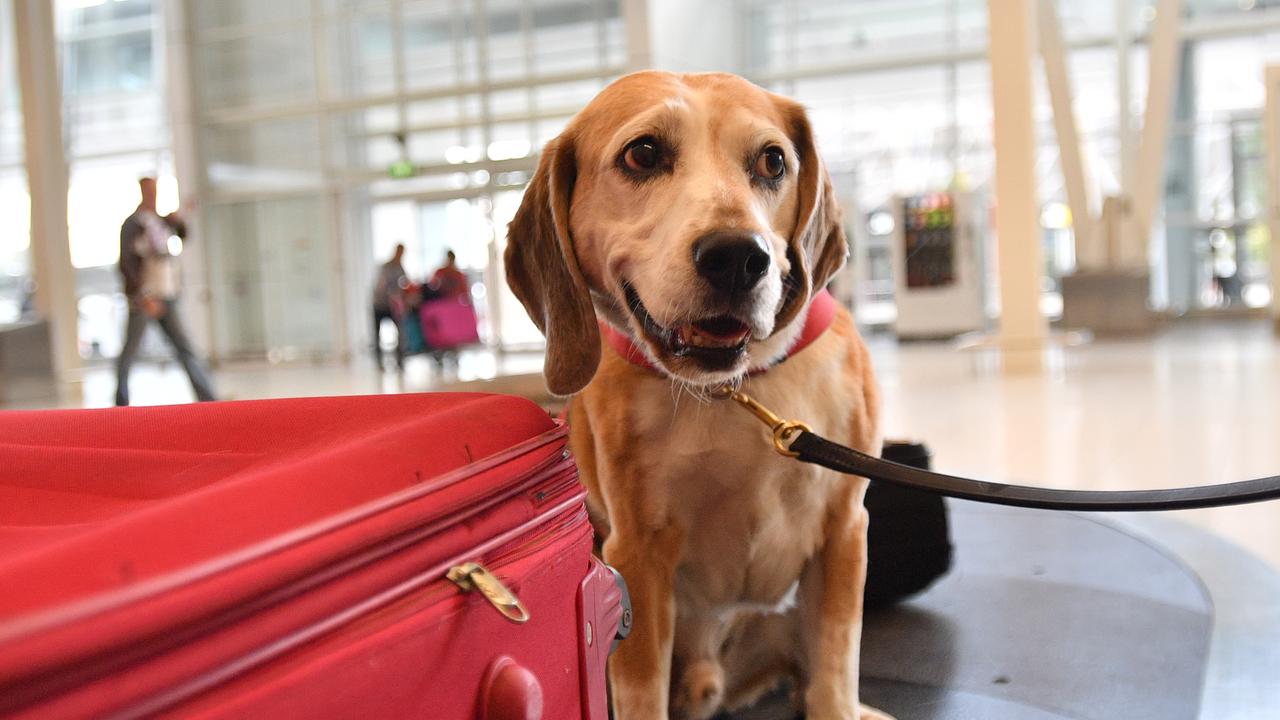 what are airport dogs sniffing for