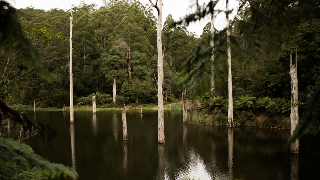 Lake Elizabeth in the Otways. Picture: Bec Kilpatrick Photography