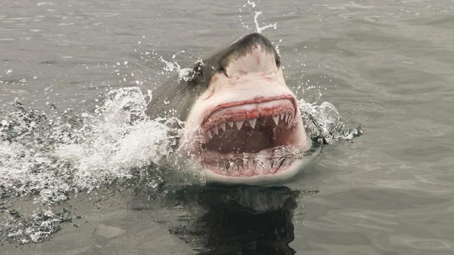 attack great white shark. Jaws pic for Andree Stephens column. Feb 5, 2014.