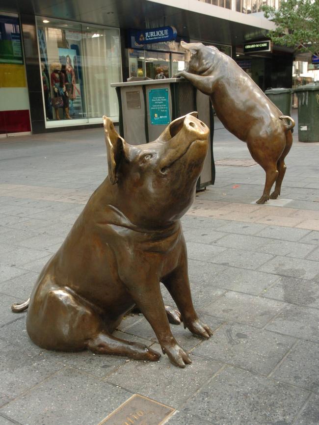 The arrival of the Rundle Mall pigs ...