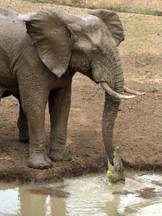 Elephant vs Crocodile