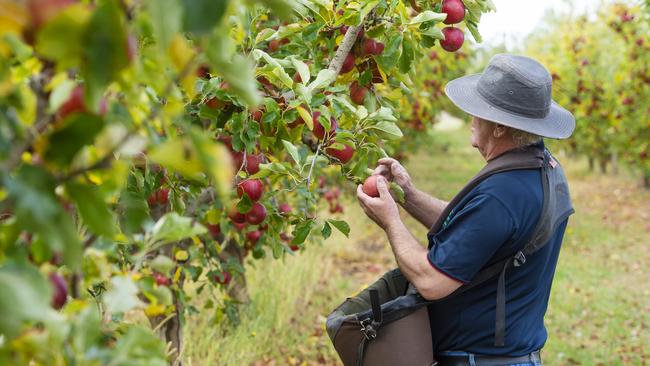 The ag visa has finally been announced. So how did we get here?