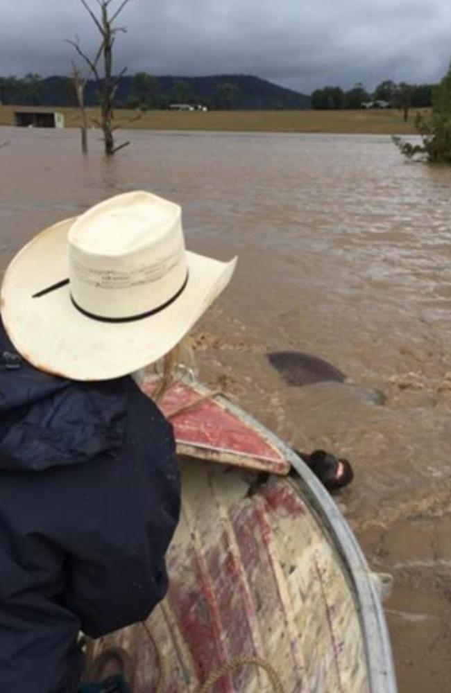 A dramatic horse rescue takes place in East Gresford, NSW. Picture: Louise Oliver