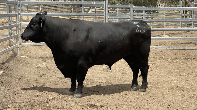 Missing bull Texas Powerplay was found alive and well 3km from his Yea farm. Picture: Supplied