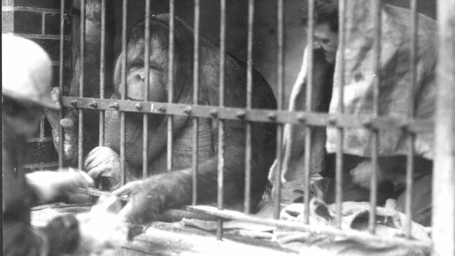 An Orang Utan and its keepers at Melbourne Zoo in the 1930s, while Queenie was the pride exhibit. Picture: State Library of Victoria