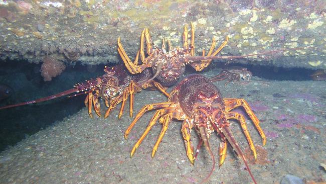 Southern rock lobsters. Picture: SUPPLIED