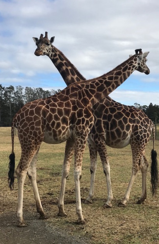 Mother giraffe Sharni with her daughter Binty in June. Picture: Facebook/Mogo Zoo