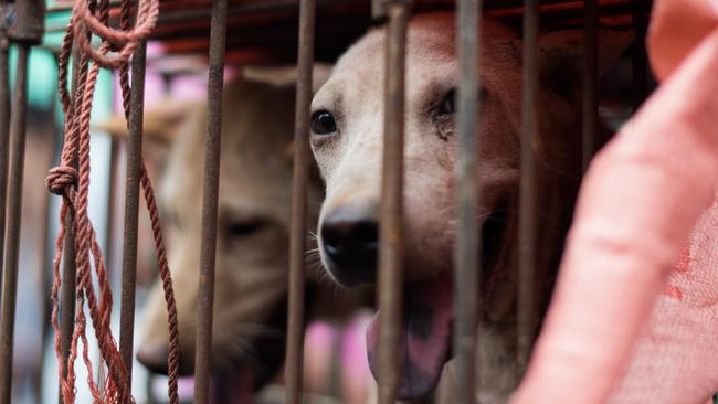 Dogs on display at a vendor's’s stall as customers peruse potential meals during a dog meat festival at a market in Yulin, in southern China's Guangin Yulin. Picture: AFP