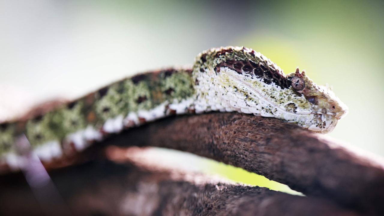 This Central American Eyelash Viper is ready to welcome you at the taronga Zoo. Picture: Sam Ruttyn