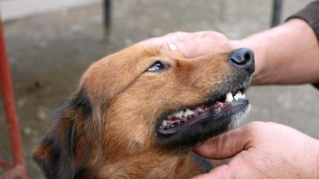 GRRRR TOUGH TEETH: The importance of caring for your dog's teeth. Picture: Fox on Unsplash