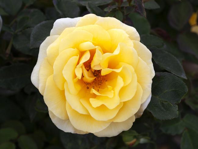 EMBARGO FOR TWAM 12 MAR 2022. FEE MAY APPLY. Lady of Australia rose. Source: Benedetta Rusconi/Wagners Nursery