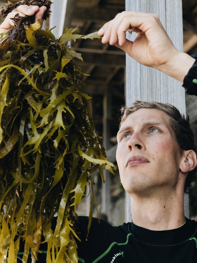 Dr Aaron Eger from the Kelp Forest Alliance. Picture: Jack Brookes