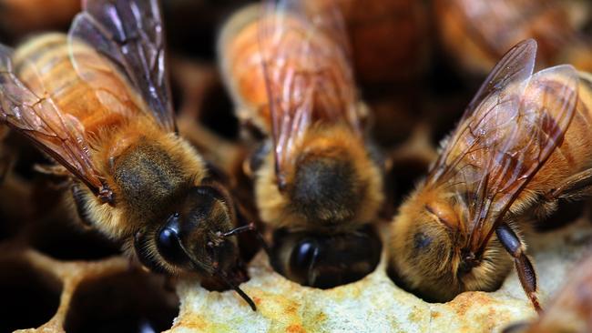 Hobart Honey Producer Hits Sweet Spot With Leatherwood, Named Best In 