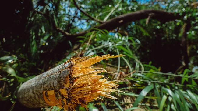 Broken trees after a very localised storm cell at the Mary River Wilderness Retreat. Picture: Glenn Campbell