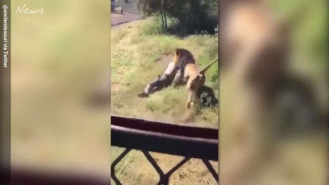 Lion drags man through enclosure