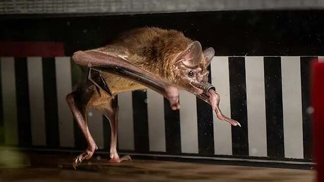 A vampire bat working out on a bat-friendly treadmill helped scientists figure out the quirks of digesting high-blood diets. Picture: Price Sewell