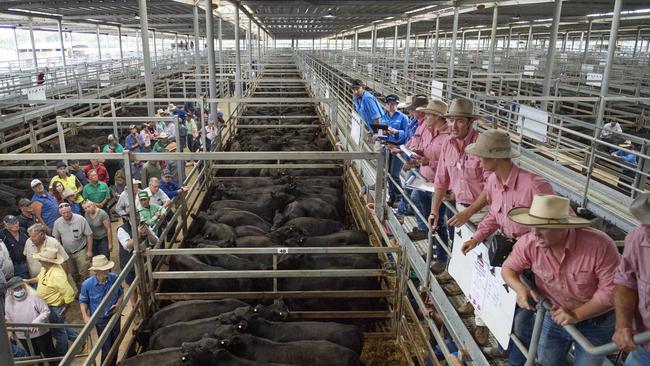 The 2023 weaner sales program kicks off in Victoria’s North East with more than 22,000 calves booked to be sold in four days at Wangaratta and Wodonga. Picture: Zoe Phillips