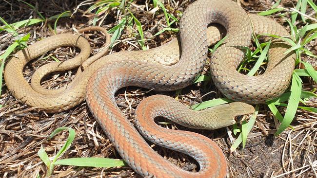 A Griffin woman who went to check her letterbox for mail got a huge fright when she spotted what she thought was a red-bellied black snake. Luckily, it was actually this mildly venomous whipsnake.