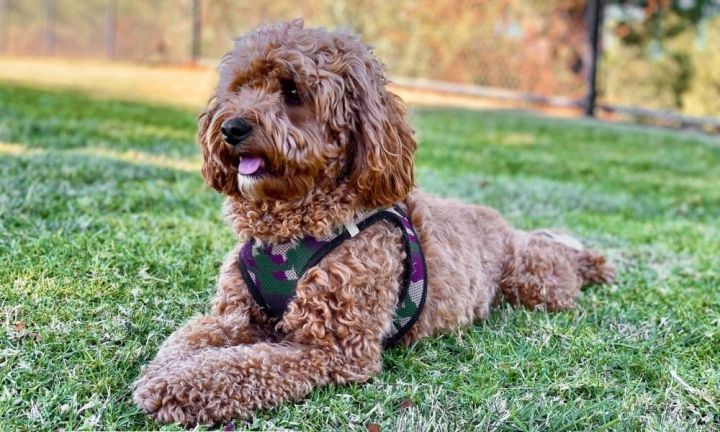 Toy cavoodle 2024 full grown