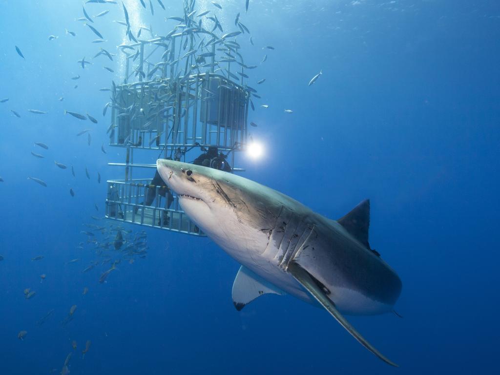 There’s always the option of a cage diving encounter with a great white shark, as in this Cape Town, South Africa, tourist experience. Picture: supplied/Escape