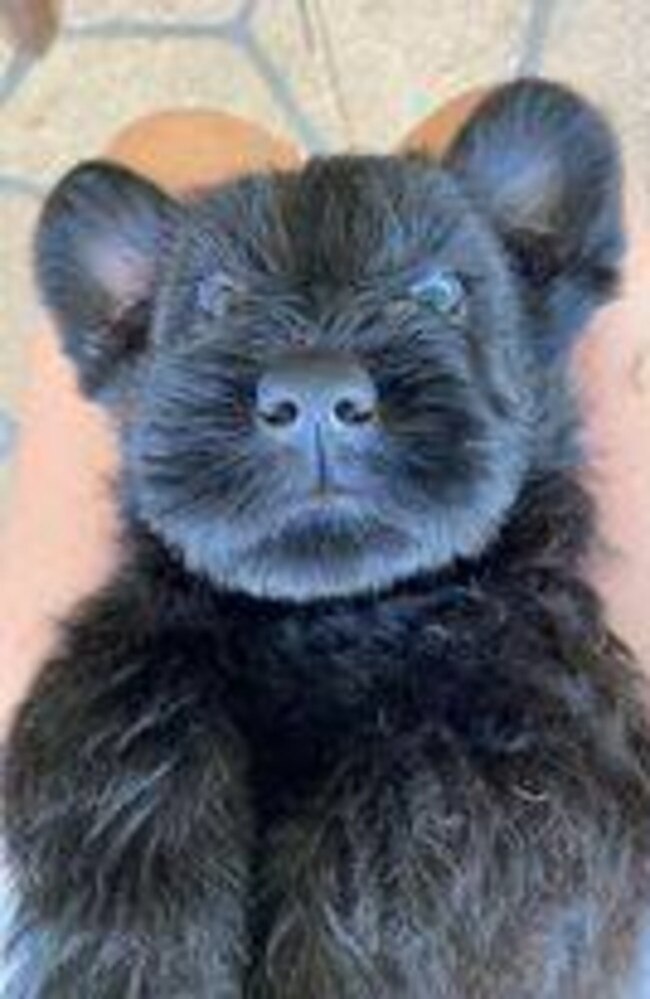 Athena: Agata Stewart's 5 week old Giant Schnauzer