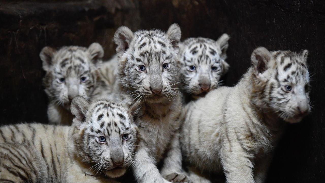 Photos  White Bengal Revealed