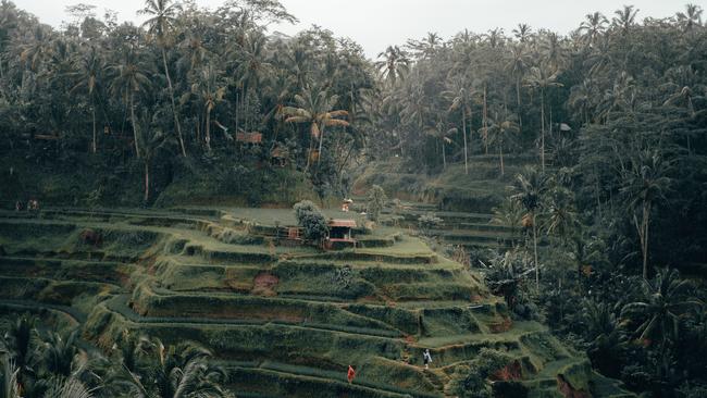 Greenery in Bali. Picture: Radoslav Bali via Unsplash