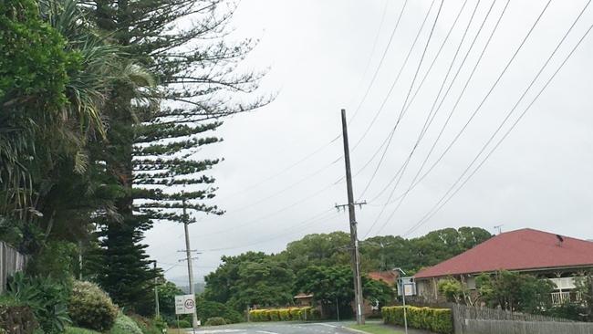 Two Norfolk pines on Terranora Road will be removed due to declining health.