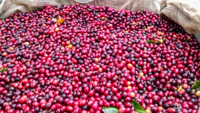 Kahawa Estate Coffee, based at Teven, is on the market.