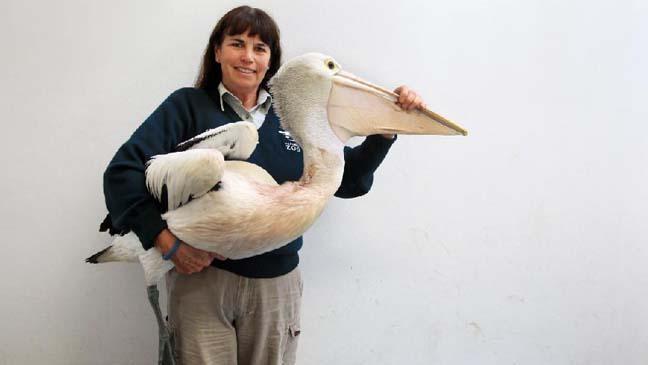 Libby Hall has dedicated 26 years of her life to rescuing and rehabilitating wildlife and animals in her role as manager at Taronga Wildlife Hospital, which has seen her nominated for a Pride of Australia award.