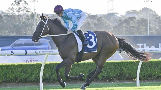 Wa Wa Wa can land his first career win when steps out on his home track on Wednesday. Picture: Bradley Photos