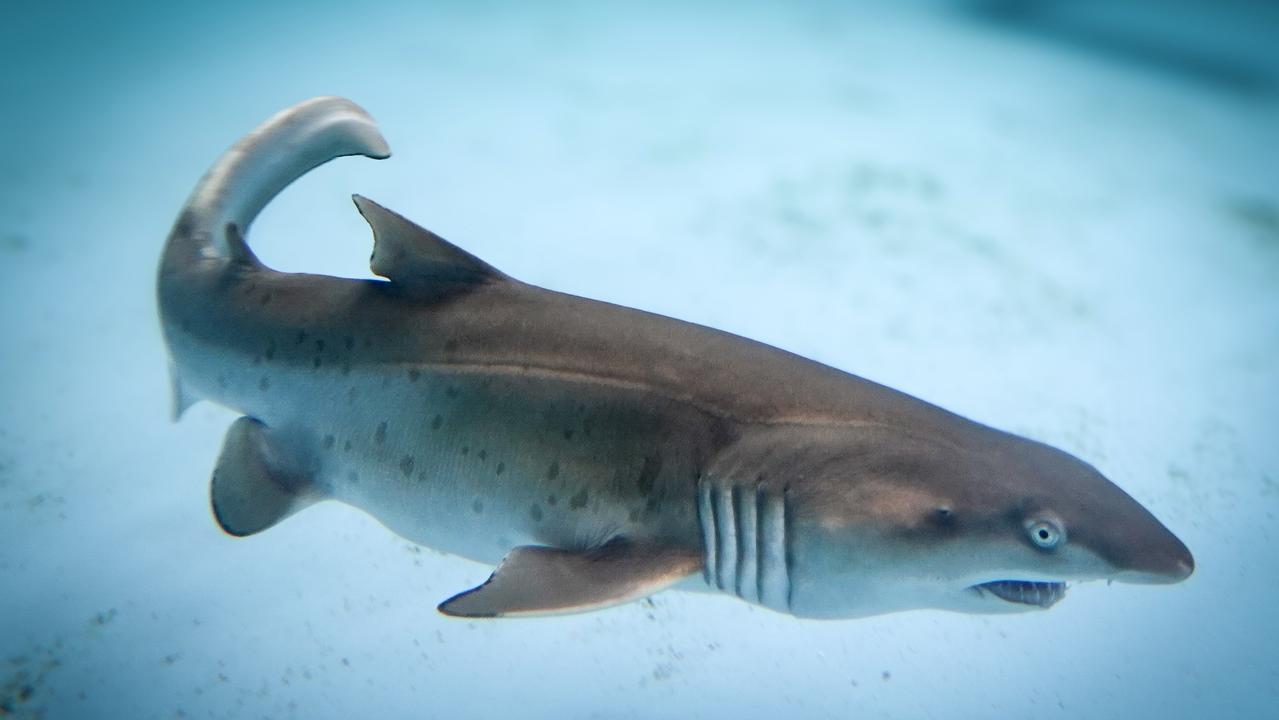 Rare aquarium shark birth filmed