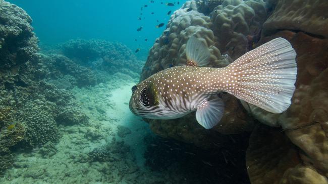 Normanby Island is brimming with sea life including coral, fish and crustaceans as a resilient and bustling part of the Great Barrier Reef in Far North Queensland. PICTURE: JULIANA RESTREPO VILLEGAS