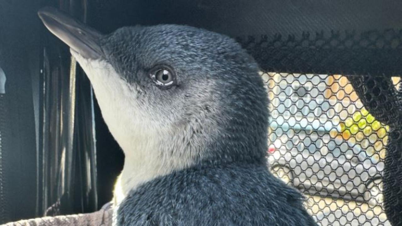 Authorities put in measures to protect the little penguin population including extending the winter closure period and closing the island to visitors when temperatures were forecast to exceed 35C. Picture: Facebook