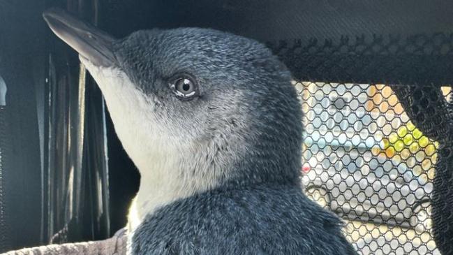 Authorities put in measures to protect the little penguin population including extending the winter closure period and closing the island to visitors when temperatures were forecast to exceed 35C. Picture: Facebook