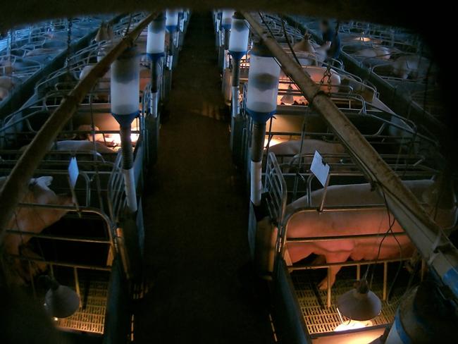 Carag Carag man Bradley O'Reilly fronted the Echuca Magistrates’ Court after this incident at a Victorian pig farm. Picture: Farm Transparency Project