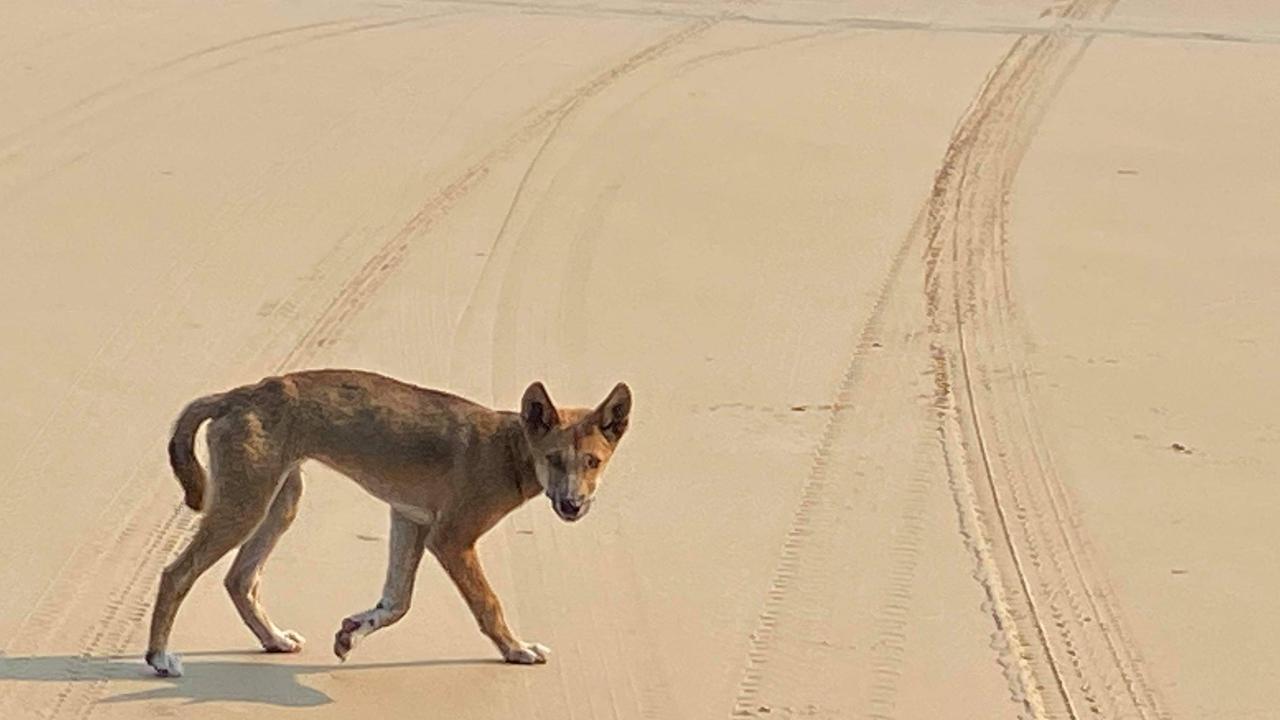 A dingo on the beach on Fraser Island.