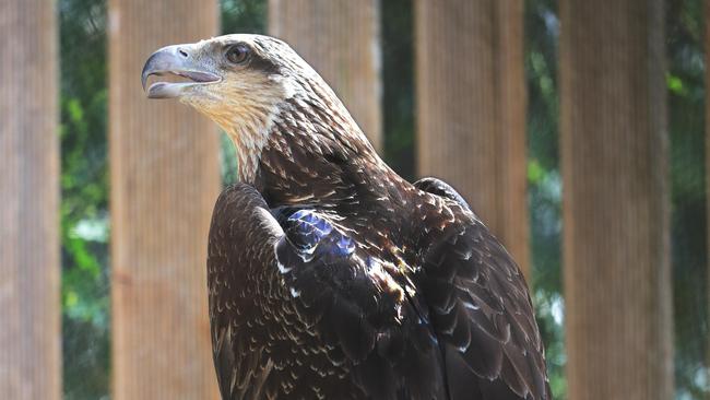 A sea eagle in rehabilitation. Picture Glenn Hampson