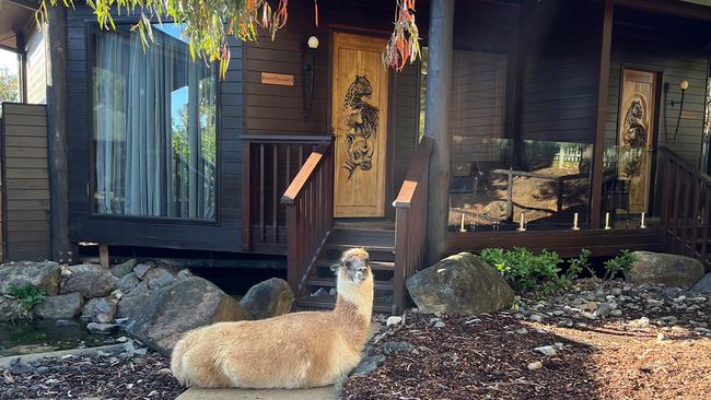 Llama blocking the path to the Giraffe Treehouse entrance at Jamala Wildlife Lodge. Picture: Mercedes Maguire