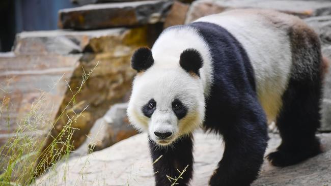 Wang Wang and Fu Ni farewelled Adelaide Zoo in November. Picture: RoyVPhotography