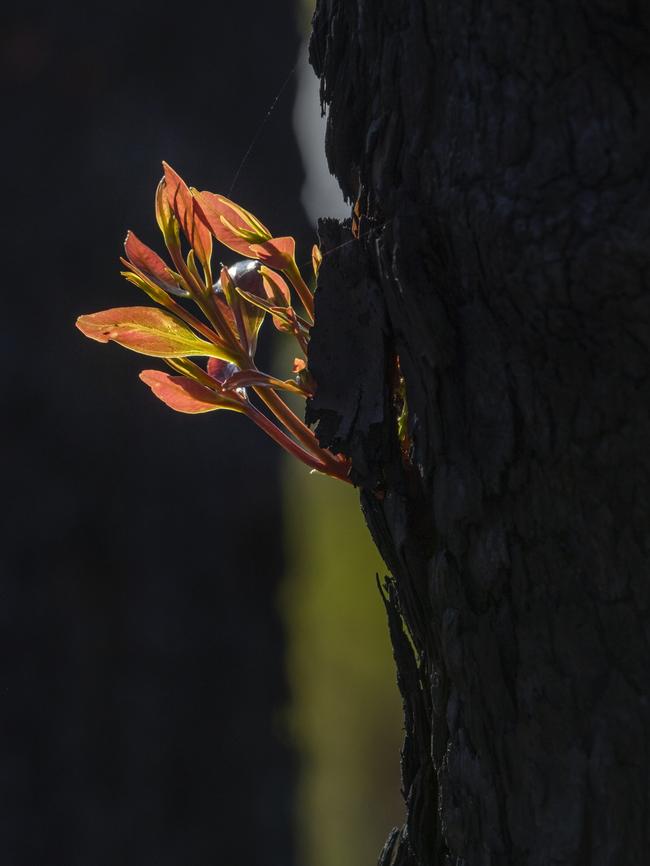 After fires ravished Fraser Island last year the environment has started recovering with new ground cover and plant life. Picture: Peter Meyer