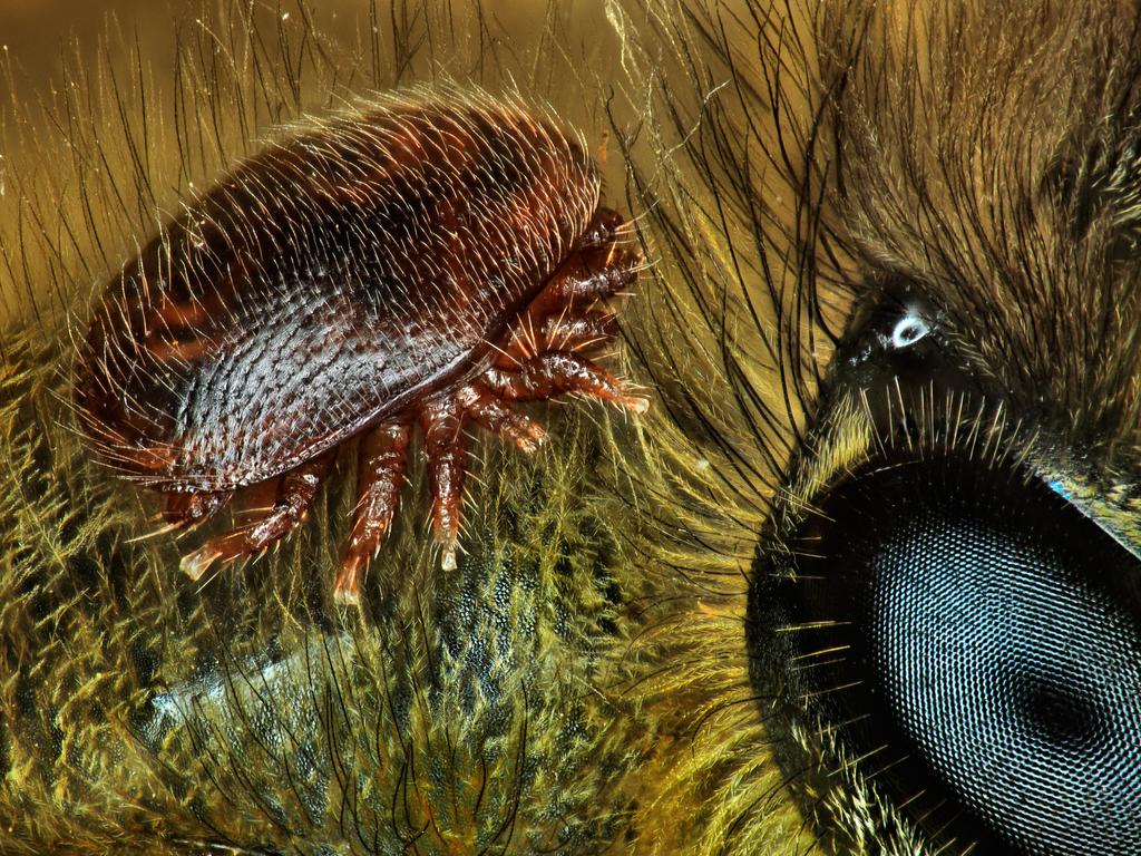 15th Place Varroa destructor (mite) on the back of Apis mellifera (honeybee) Picture: Antoine Franck